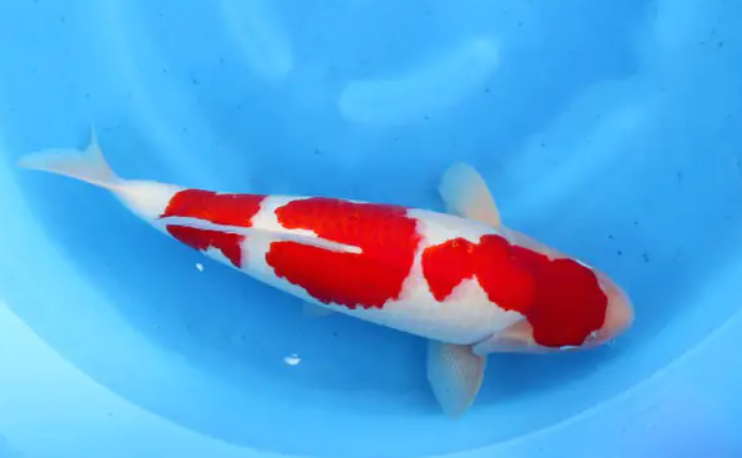 Cá Nhật Tosai