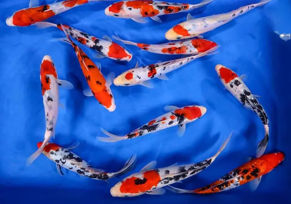 Cá Koi Nhật nhập khẩu Jumbo Tosai