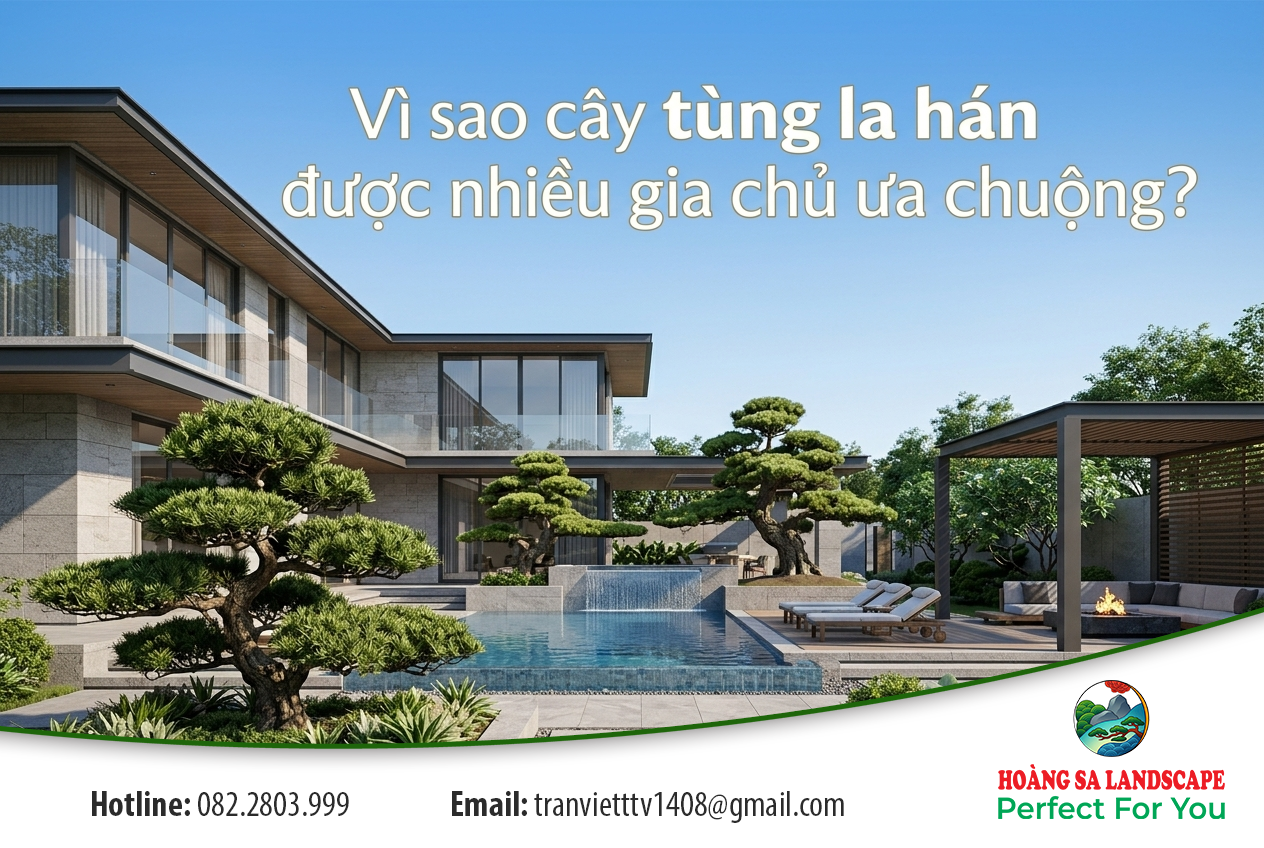 Vì sao cây tùng la hán được nhiều gia chủ ưa chuộng?